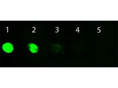 Dot Blot: Donkey IgG Isotype Control [FITC] [NBP1-96908] - Donkey IgG Whole Molecule Fluorescein Conjugated. Load: Lane 1 - 100 ng Lane 2 - 33.3 ng Lane 3 - 11.1 ng Lane 4 - 3.70 ng Lane 5 - 1.23 ng.